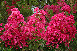 Dallas Red Crapemyrtle (Lagerstroemia indica 'Dallas Red') at Stonegate Gardens