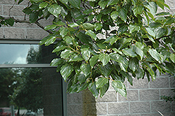 Japanese Raisin Tree (Hovenia dulcis) at Stonegate Gardens