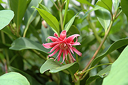 Woodland Ruby Anise Tree (Illicium 'Woodland Ruby') at Lakeshore Garden Centres