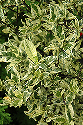 Mystery Variegated Gardenia (Gardenia jasminoides 'Mystery Variegated') at Stonegate Gardens