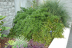 Alexandrian Laurel (Danae racemosa) at Stonegate Gardens
