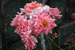 Dream Weaver Rose (Rosa 'JACpicl') at Stonegate Gardens