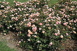 Apricot Drift Rose (Rosa 'Meimirrote') at Stonegate Gardens