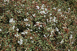 Silver Anniversary Glossy Abelia (Abelia x grandiflora 'Panache') at Stonegate Gardens