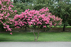 Crapemyrtle (Lagerstroemia indica) at Stonegate Gardens