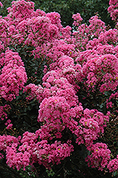Crapemyrtle (Lagerstroemia indica) at Stonegate Gardens