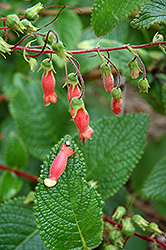 Hardy Red Gloxinia (Sinningia sellovii) at Lakeshore Garden Centres