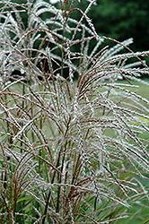 Huron Sunrise Maiden Grass (Miscanthus sinensis 'Huron Sunrise') at Stonegate Gardens