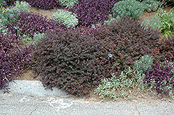 Royal Burgundy Japanese Barberry (Berberis thunbergii 'Gentry') at Lakeshore Garden Centres