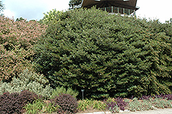 Japanese Cleyera (Ternstroemia gymnanthera) at Stonegate Gardens
