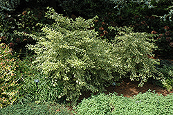 Duet Variegated Beautyberry (Callicarpa dichotoma 'Duet') at Stonegate Gardens