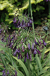 Black Drooping Lily-Of-The-Nile (Agapanthus inapertus 'Nigrescens') at Stonegate Gardens