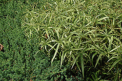 Variegated Dwarf Umbrella Plant (Cyperus albostriatus 'Variegatus') at Lakeshore Garden Centres
