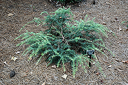 Purple King Mountain Plum Pine (Podocarpus lawrencei 'Purple King') at Stonegate Gardens