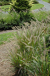 Cassian Dwarf Fountain Grass (Pennisetum alopecuroides 'Cassian') at Stonegate Gardens