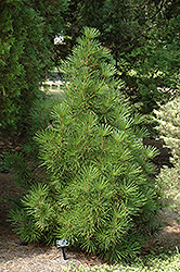 Richie's Cushion Umbrella Pine (Sciadopitys verticillata 'Richie's Cushion') at Stonegate Gardens