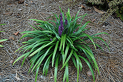 Royal Purple Lily Turf (Liriope muscari 'Royal Purple') at Lakeshore Garden Centres