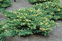 Variegated Japanese Juniper (Juniperus procumbens 'Variegata') at Stonegate Gardens