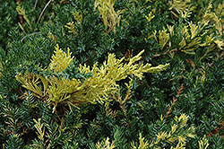 Variegated Japanese Juniper (Juniperus procumbens 'Variegata') at Stonegate Gardens