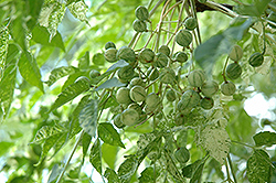 Jade Snowflake Variegated Chinaberry (Melia azedarach 'Jade Snowflake') at Stonegate Gardens