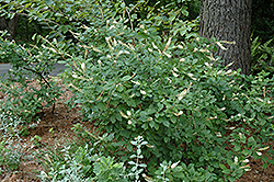 Creel's Calico Summersweet (Clethra alnifolia 'Creel's Calico') at Stonegate Gardens