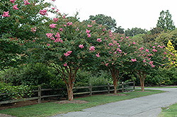 Osage Crapemyrtle (Lagerstroemia 'Osage') at A Very Successful Garden Center