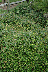 Taylor's Rudolph Yaupon Holly (Ilex vomitoria 'Taylor's Rudolph') at Stonegate Gardens