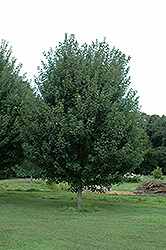 Jamestown Red Maple (Acer rubrum 'Jamestown') at Stonegate Gardens