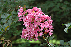 Pink Lace Crapemyrtle (Lagerstroemia indica 'Pink Lace') at Stonegate Gardens