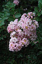 Near East Crapemyrtle (Lagerstroemia indica 'Near East') at Stonegate Gardens