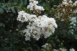 White Chocolate Crapemyrtle (Lagerstroemia indica 'White Chocolate') at Stonegate Gardens