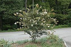 White Chocolate Crapemyrtle (Lagerstroemia indica 'White Chocolate') at Stonegate Gardens