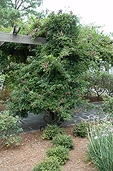 Chinese Evergreen Wisteria (Millettia taiwanensis) at Stonegate Gardens