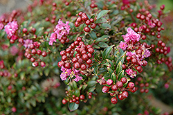 Chickasaw Crapemyrtle (Lagerstroemia 'Chickasaw') at Stonegate Gardens
