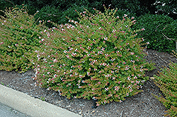 Rose Creek Abelia (Abelia x grandiflora 'Rose Creek') at Stonegate Gardens