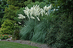 Pampas Grass (Cortaderia selloana) at Stonegate Gardens
