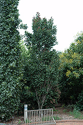 Fastigiata Golden Rain Tree (Koelreuteria paniculata 'Fastigiata') at Stonegate Gardens