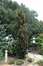 Rohan Minaret Beech (Fagus sylvatica 'Rohan Minaret') at Stonegate Gardens