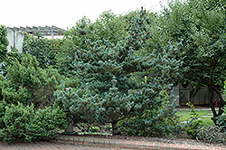 Blue Short-Needled Japanese Pine (Pinus parviflora 'Brevifolia') at A Very Successful Garden Center
