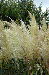 Sunningdale Silver Pampas Grass (Cortaderia selloana 'Sunningdale Silver') at Stonegate Gardens