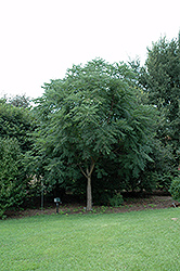 Kentucky Colonel Kentucky Coffeetree (Gymnocladus dioicus 'Kentucky Colonel') at A Very Successful Garden Center