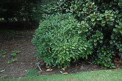 Daphniphyllum (Daphniphyllum humile) at Stonegate Gardens