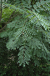Kentucky Colonel Kentucky Coffeetree (Gymnocladus dioicus 'Kentucky Colonel') at Stonegate Gardens