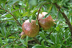 State Fair Pomegranate (Punica granatum 'State Fair') at Stonegate Gardens