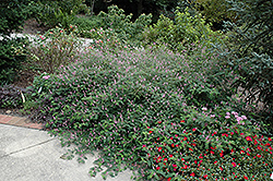 Rose Carpet False Indigo (Indigofera pseudotinctoria 'Rose Carpet') at Stonegate Gardens