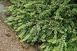 Edmee Gold Honeysuckle (Lonicera nitida 'Briloni') at Stonegate Gardens