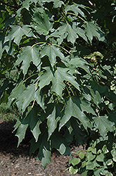 Highland Park Bigtooth Maple (Acer grandidentatum 'Hipazam') at Stonegate Gardens