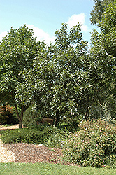 Centerpoint Green Ash (Fraxinus pennsylvanica 'Centerpoint') at Stonegate Gardens