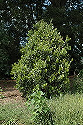 Camphor Tree (Cinnamomum jensenianum) at Stonegate Gardens