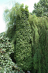 Columnaris Nana Hornbeam (Carpinus betulus 'Columnaris Nana') at Stonegate Gardens
